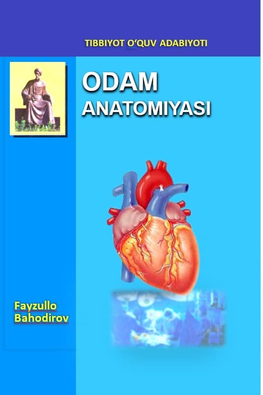 odam anatomiyasi F.Bahodirov 2006yil