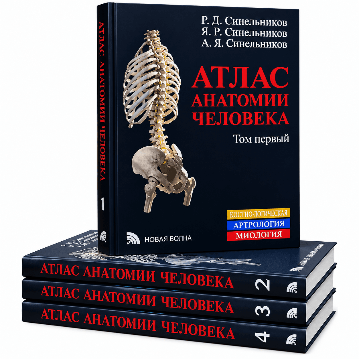 Sinelnikov anatomiya atlasi, yumshoq muqova A4